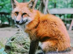 -宫城藏王狐狸村