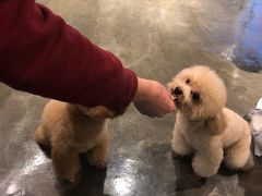 -PETKIT 小佩宠物·低压洗护·美容·寄养(安远店)