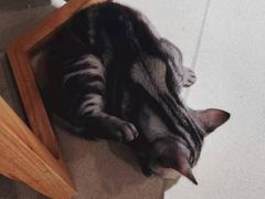 -藏猫猫咖啡主题馆(中央大道店)