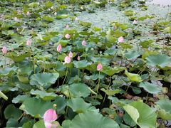 -羊亭河湿地公园