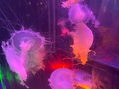 -太平洋海底世界