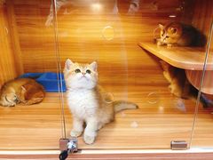 -猫十亿·布偶金渐层·曼基康矮脚猫舍(青年路店)