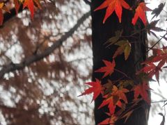 -长广溪湿地公园