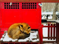 -宫城藏王狐狸村