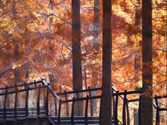 -黄海国家森林公园