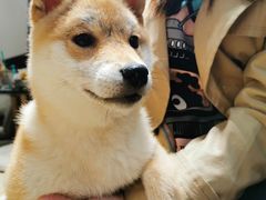 -逗柴咖啡屋·狗咖猫咖宠物桌游