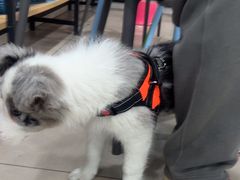 -佳雯宠物医院·皮肤科·内外科(春晓路分院)