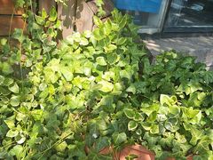 -望海·帆船主题咖啡厅•品茗下午茶(石湖景区店)