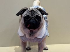 -和它·交个朋友·狗咖猫咖(爱琴海店)