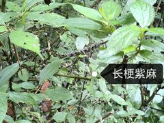 -西双版纳原始森林公园
