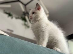 -芭比堂动物医院·犬猫全科·异宠专科(雁塔分院)