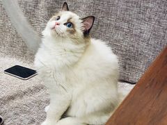 -momokira米努特·德文卷毛猫·棉花面纱犬