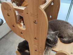 -飞行喵MR PILOT|猫舍·猫咖(静安大融城店)
