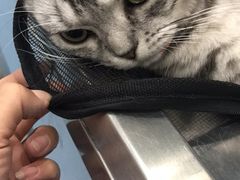 -伟伟宠物医院·CT影像中心·瑞派犬猫综合性门诊(汉口总院)