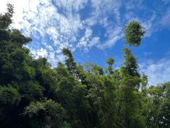 -黄埔油麻山森林公园