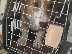 -瑞派福兴宠物医院犬猫全科·骨科·中西医结合(河东店)