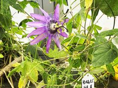 -国家植物园南园