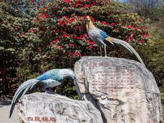 -贵州百里杜鹃风景名胜区