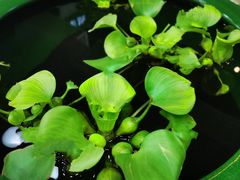 -813芭依珊 BAESAn(皇冠十畝地店)