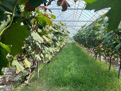 -马陆小张葡萄园农家乐