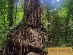 -莫里热带雨林景区