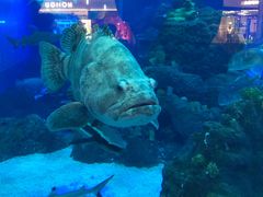 -成都浩海立方海洋公园