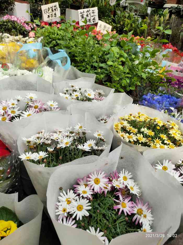 哈尔滨花卉大市场-"这个花卉大市场里面很大,有卖盆栽观赏花卉.