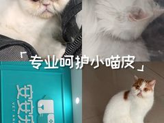-安安宠医宠物医院·异宠·犬猫内科(岳阳分院)