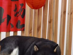 -柴迷FANS CLUB·柴犬狗咖·猫咖