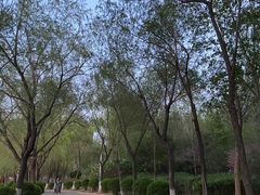 -丁香湖公园