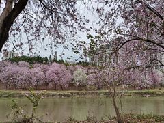 -广东花都湖国家湿地公园