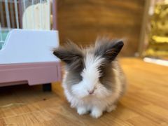 -猫猫幼稚园·撸猫·桌游·电玩
