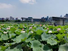 -月湖风景区