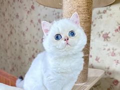 -欣宠猫屋·矮脚拿破仑·蓝金金渐层