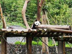 -都江堰中华大熊猫苑