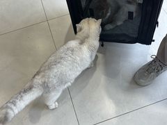 -关爱宠物医院·猫科中心·消化科(滨湖万达分院)