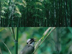 -杭州植物园