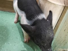 -藦茜花园宠物主题亲子互动体验馆(国顺东路店)