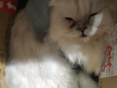 -猫猫幼稚园·撸猫·桌游·电玩