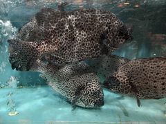 -德兴海鲜渔港(辉煌大厦店)