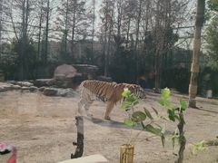 -上海野生动物园老虎餐厅