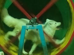 -大连圣亚海洋世界