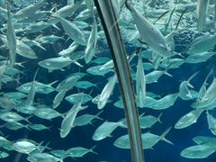 -上海海洋水族馆