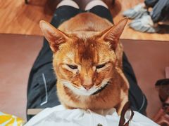 -MOCHA明星猫咖(田子坊店)