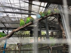 -呀路古热带植物园
