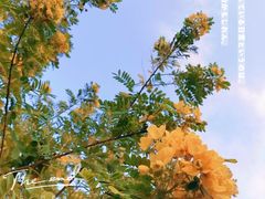 -香蜜公园