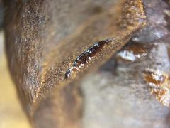 -啡语