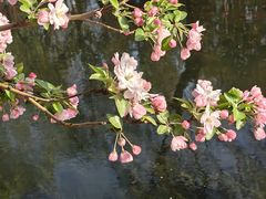 -海棠花溪(元大都城垣遗址公园)