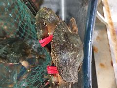 -宾朋海鲜特色美食餐厅·纯手工鲅鱼水饺(兴海路店)