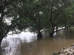 -宝安西湾红树林湿地公园